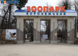 Как выглядит парк Воронежского зоопарка, вход в который стоит 300 рублей 