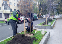 В Воронеже высадили фруктовый сад, который переживёт любую зиму