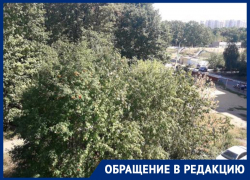 В сплошной бурьян превратилась придомовая территория на Московском проспекте в Воронеже