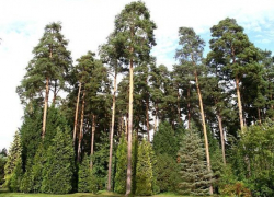 Житель Воронежской области срубил сосен на 100 тысяч рублей 