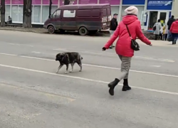 Порядочного четырехлапого пешехода сняли на видео в Воронеже
