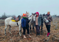 Как лошади помогают искать пропавших людей в Воронеже
