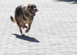 Карантин по бешенству установят до конца весны в селе Красные Холмы под Воронежем