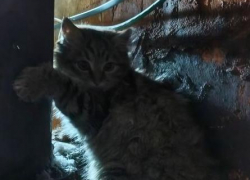 Котенок примерз лапками к трубе в лютый мороз в Воронеже