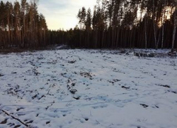 Очередной экологический беспредел – под Воронежем больше года вырубаются гектары леса