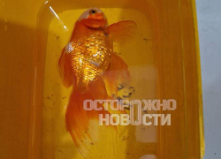 Скандал с замерзающими жителями воронежского СНТ вышел на федеральный уровень