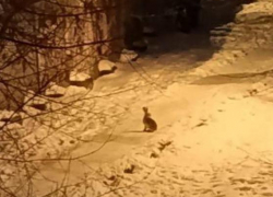 «Заяц! Живой!»: неожиданная встреча произошла в Воронеже