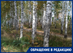 «Помогите! Администрация подготовила все для вырубки!»: воронежцы бьют в набат 