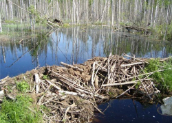 Россельхознадзор по Воронежской области оштрафует нарушителей земельного законодательства на 700 тысяч рублей