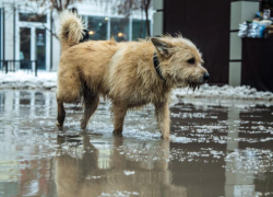 Закон об усыплении бродячих собак могут внести в Госдуму 