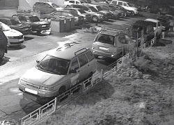 Растерзавшая кошку и поцарапавшая машину стая собак попала на видео в Воронеже