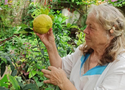 Лимон-гигант обнаружен в Воронеже