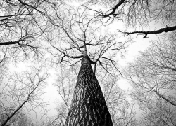 В Рамони 21-летний парень разбился насмерть,упав с дерева