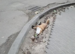 Мертвую лису обнаружили в самом центре Воронежа