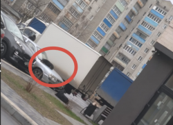 Самые дорогие "лежанки" для собак показали на фото в Воронеже 