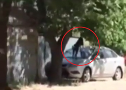 Бродячие псы атакуют людей с крыши машины в Воронеже