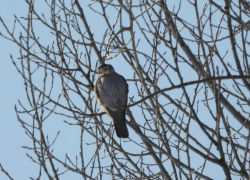Редкого «маленького сокола» заметили в Хоперском заповеднике в Воронежской области