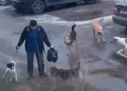 Собаковод отбился от нападения агрессивных дворняг в Воронеже