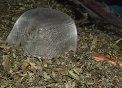 Жителю Воронежской области светит 10 лет тюрьмы за марихуану 