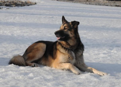 Как воронежский Зорро навел на след вора