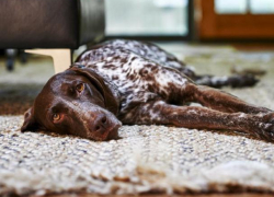 Отомстившего за собаку воронежца отправили в колонию на 3 года