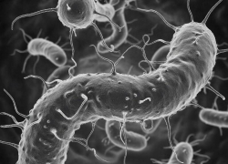 Два часа варите мясо: как спастись от сальмонеллеза в праздники, рассказал воронежский Роспотребнадзор 