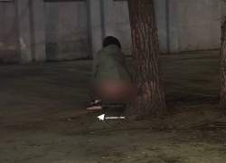 Собаки проиграли воронежанке конкуренцию за дерево