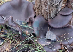 Гигантские мега-вешенки нашли в воронежском лесу