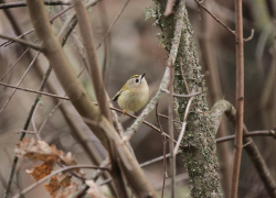 Воронежский заповедник показал, кто скрывается в кроне сосен