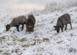 Голодный вор разделал барана прямо на ферме Воронежской области
