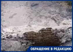 Старые деревья сожгли в лесу в Воронеже  