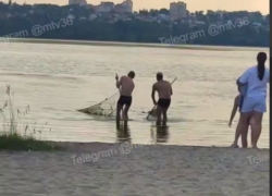 Воронежцы очистили берег водохранилища от тины