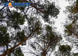 11 детей пропали за несколько дней в Воронежской области