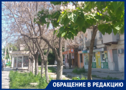 К медленной и мучительной смерти приговорили деревья в Воронеже
