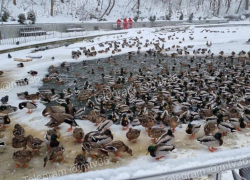 «Опасности нет»: учёный объяснил, почему утки не замерзают зимой в воронежском парке «Динамо»