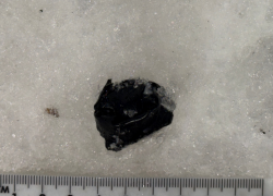 Собака вычислила 22-летнего мефедронщика на остановке в Воронеже 