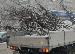  Зимнюю высадку деревьев в снег прокомментировали в мэрии Воронежа