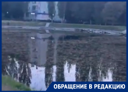 Лебединое озеро, трансформирующееся в болото, показали воронежцы 
