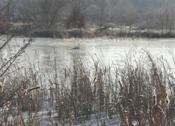  Воронежцев просят помочь обреченному на гибель одинокому лебедю 