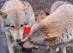 Ауф! Милые земельные почесушки волков сняли на видео в Воронежском заповеднике 