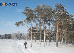 Природный заказник «Березовый яр» создают в Воронежской области