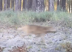 Смертельная гонка: в Воронежском заповеднике впервые сняли охоту волков на косуль
