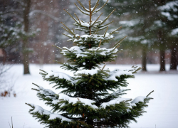 Фейк о елочных клещах опровергли в Воронежской области