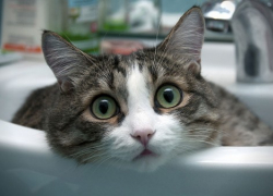 График отключения горячей воды в мае стал известен в Воронеже 