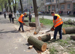 Стало известно, в каком районе Воронежа готовится вырубка деревьев на миллион 