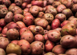 В Воронежской области мужчина украл и съел 64 кг картофеля