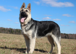 Овчарка «Балу» нашла автоугонщика, пробежав километр под Воронежем 