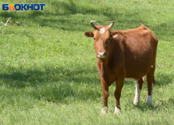 Воронежский фермер-мошенник увел из бюджета больше полумиллиона рублей