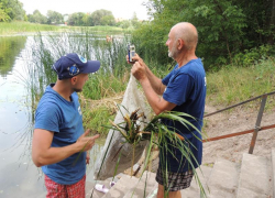 Почти полмиллиона рыб предложили выпустить в реки Воронежской области