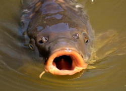 Жители Воронежской области хотели оплатить такси рыбой
